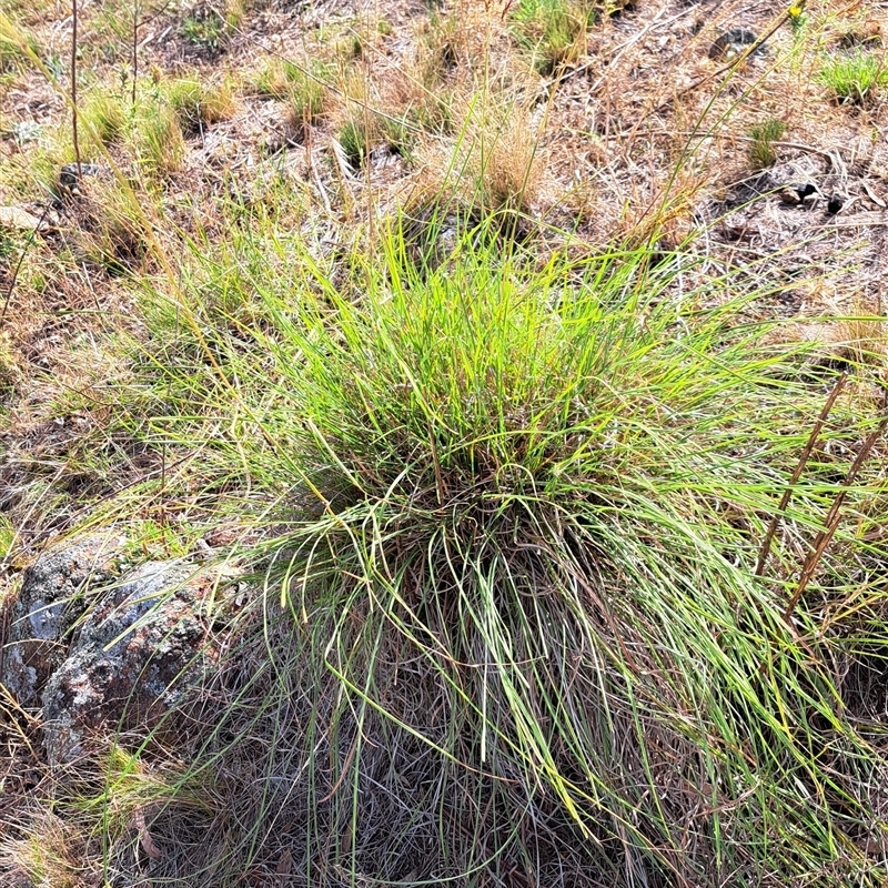 Sorghum leiocladum