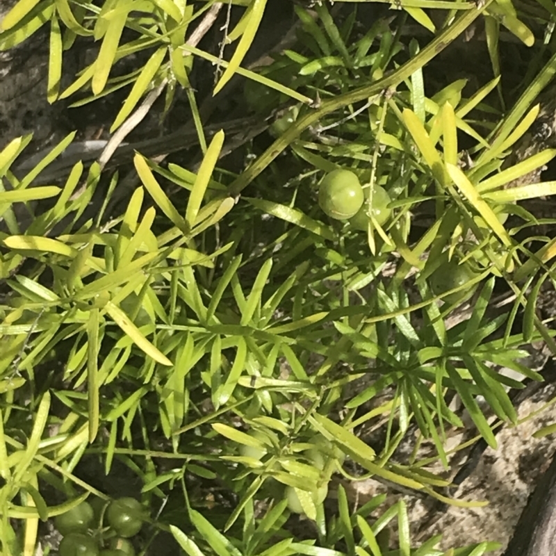 Asparagus aethiopicus 'Sprengeri'