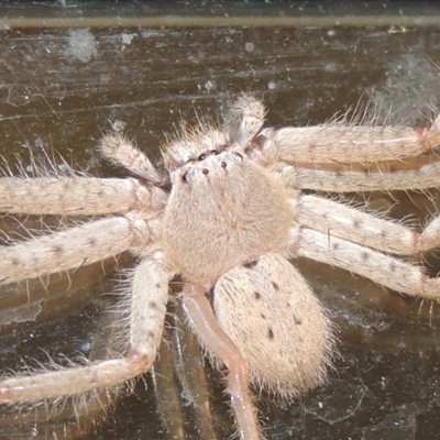 Sparassidae (family)