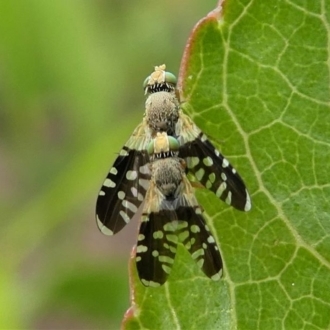 A mating pair