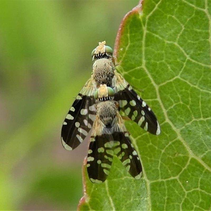 A mating pair