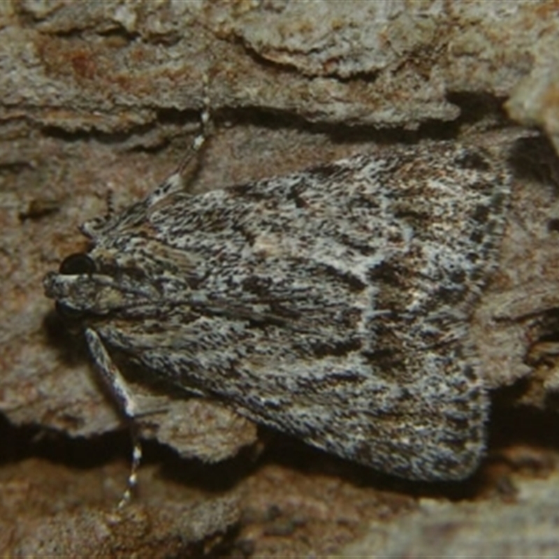 Spectrotrota fimbrialis