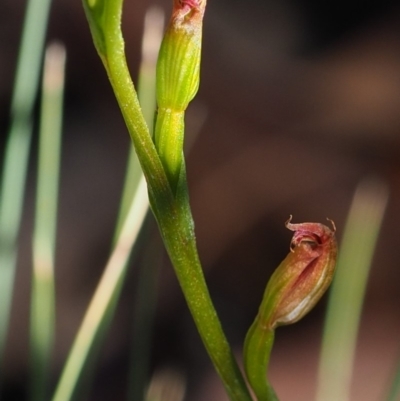 Speculantha multiflora