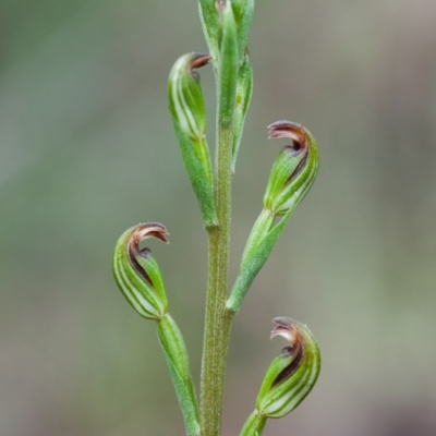 Speculantha multiflora