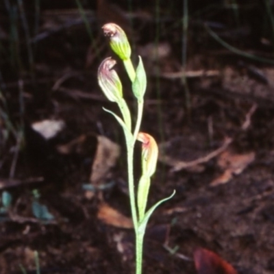 Speculantha parviflora
