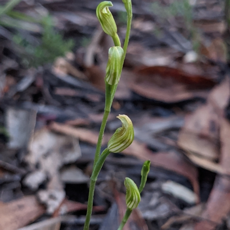 Speculantha parviflora