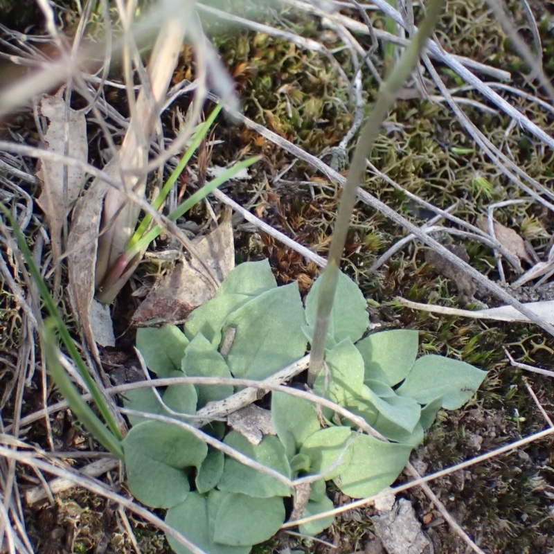 Speculantha rubescens