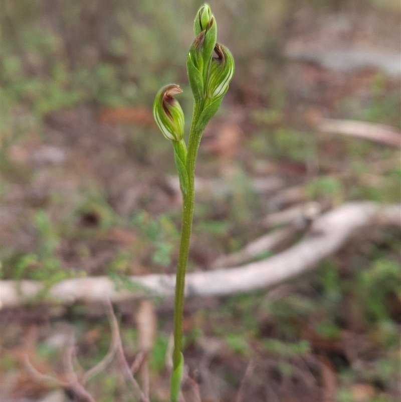 Speculantha rubescens