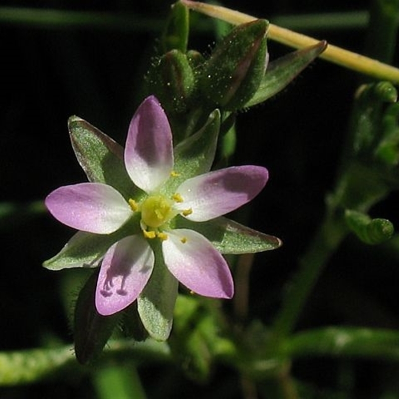 Spergularia marina