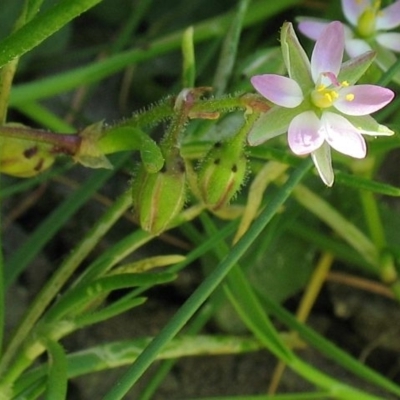 Spergularia marina