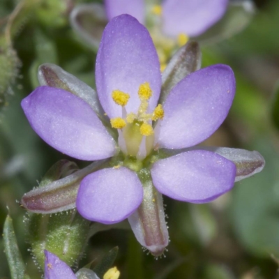 Spergularia rubra