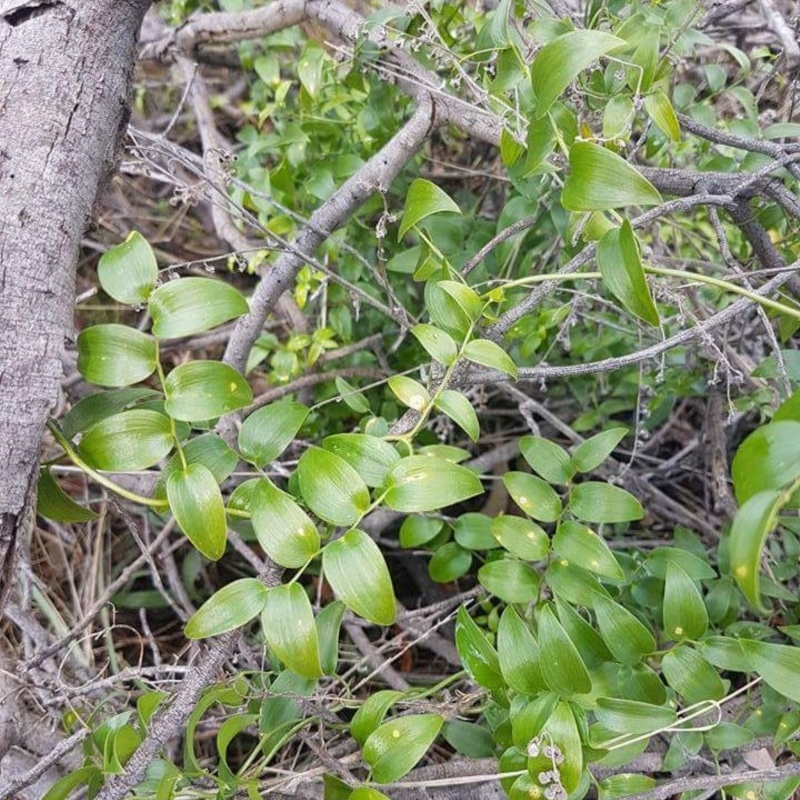 Asparagus asparagoides