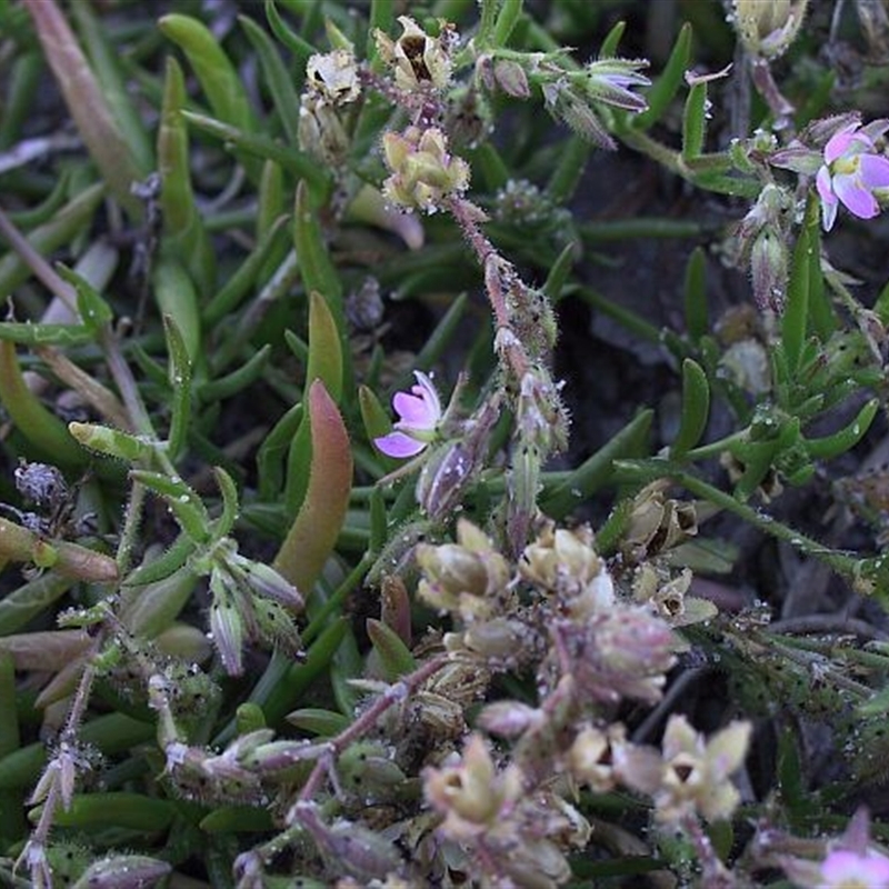 Spergularia tasmanica