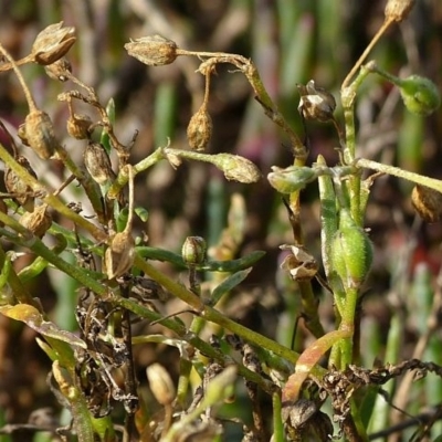 Spergularia tasmanica