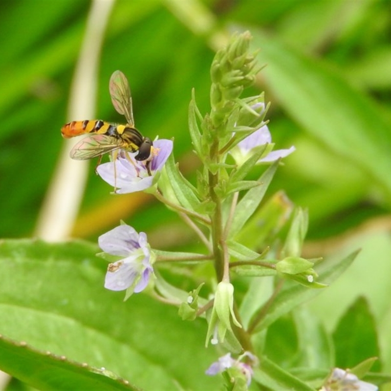 Sphaerophoria macrogaster