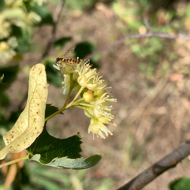 Sphaerophoria sp. (genus)