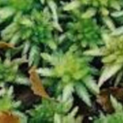 Sphagnum cristatum