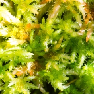 The Pitcher Plantation, Australia: About Using Sphagnum Moss for