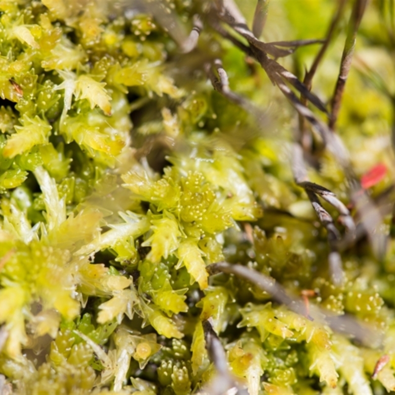 Sphagnum sp. (genus)