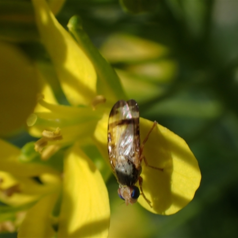 Sphenella ruficeps