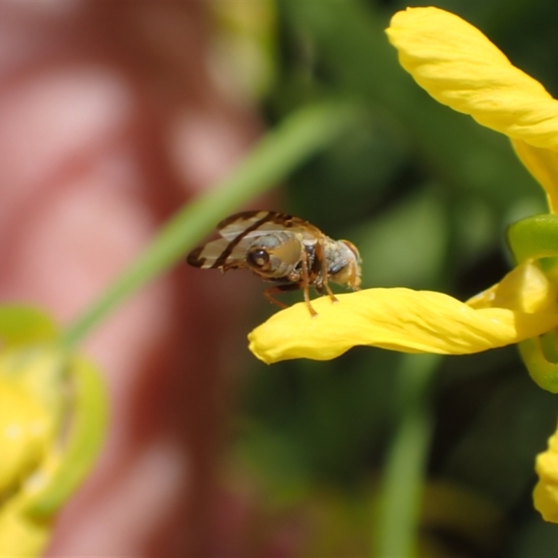 Sphenella ruficeps