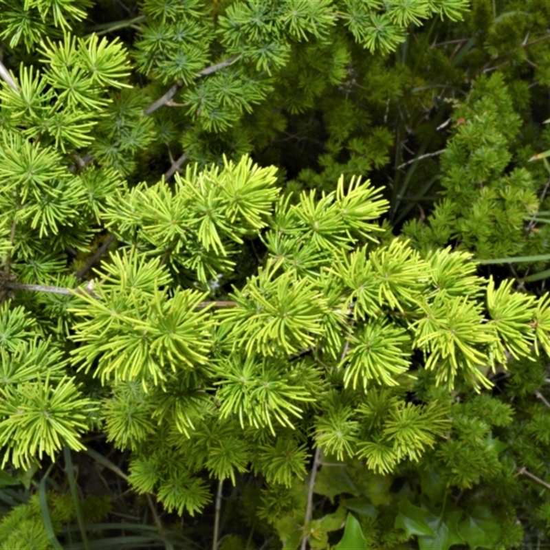 Asparagus macowanii var. zuluensis