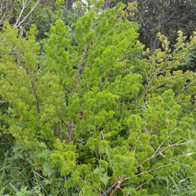 Asparagus macowanii var. zuluensis