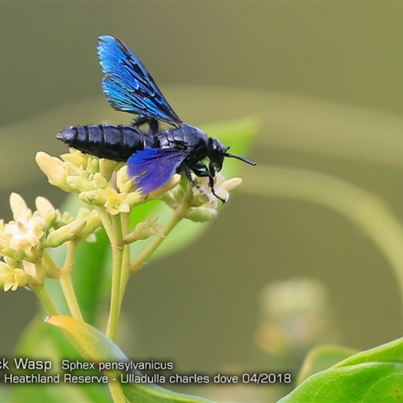 Great Black Wasp - Ulladulla Heathland