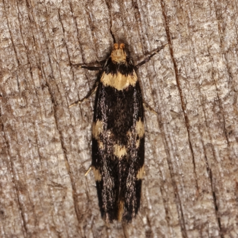 Sphyrelata amotella