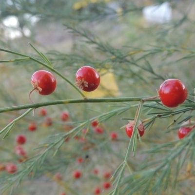 Asparagus officinalis