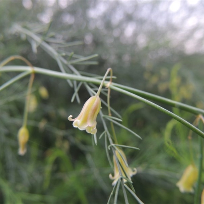 Asparagus officinalis