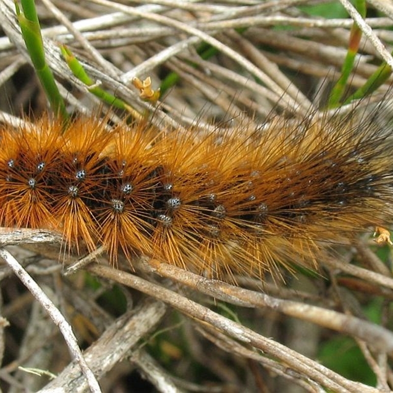 Larva