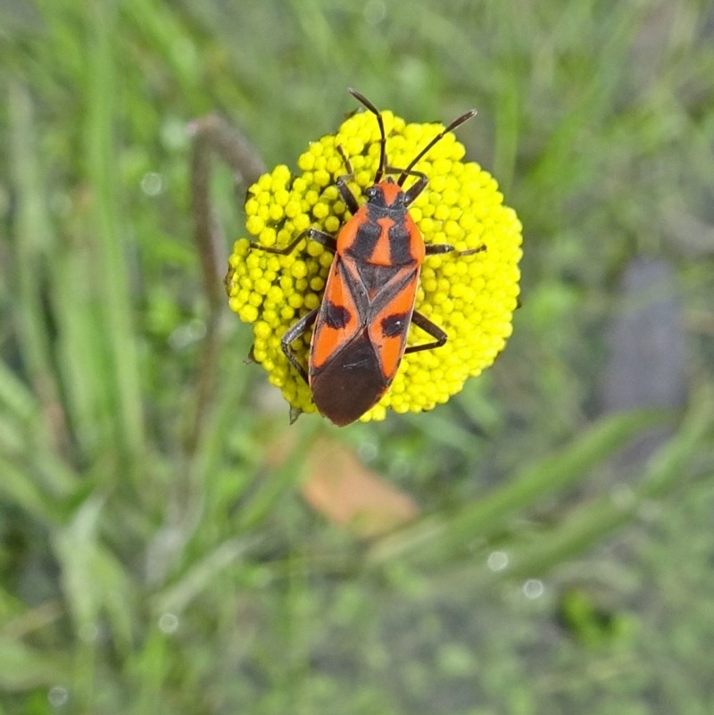 Spilostethus pacificus