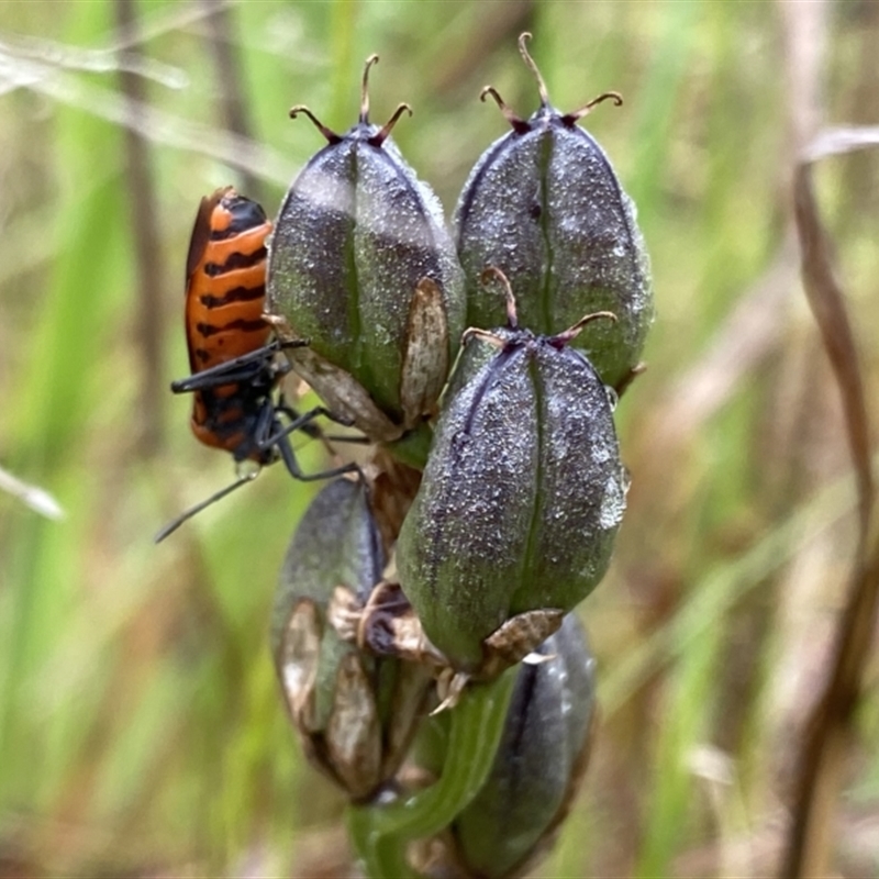 Spilostethus sp. (genus)