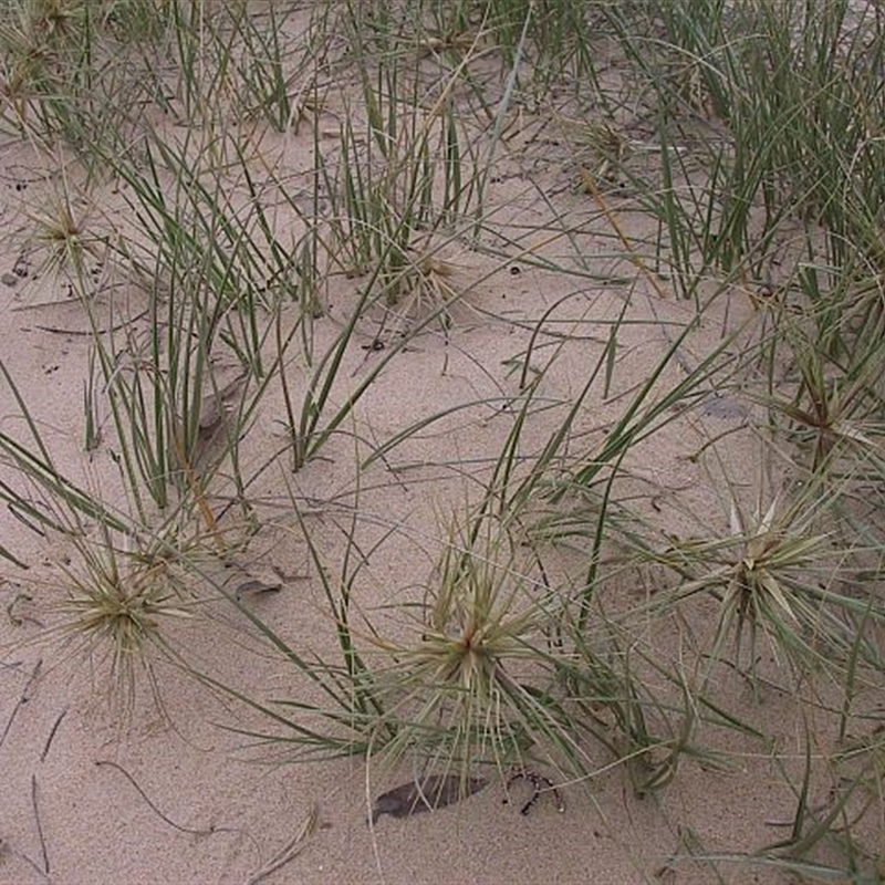 Spinifex sericeus