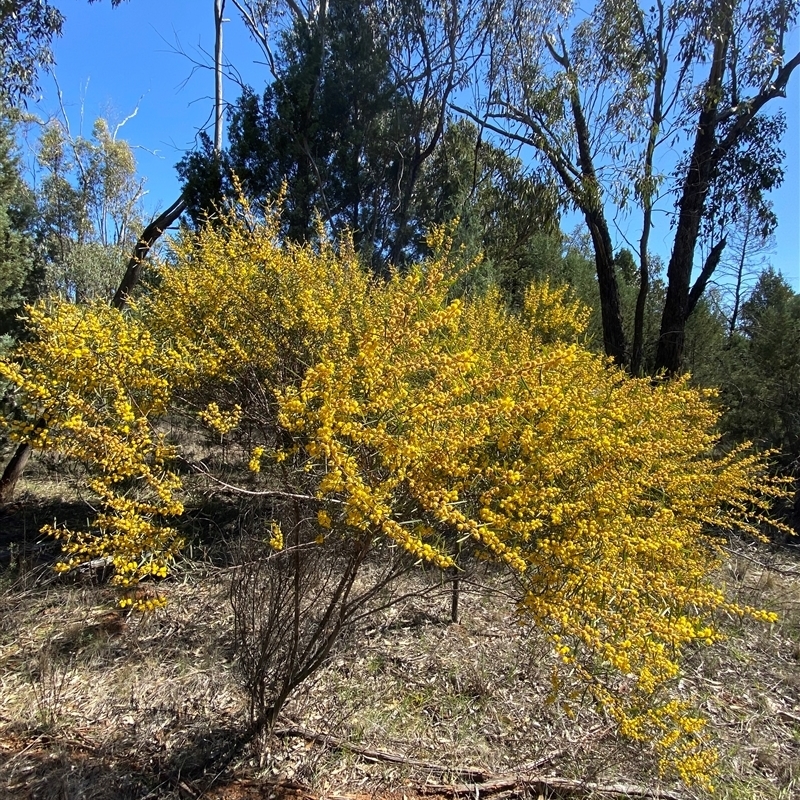 Acacia montana