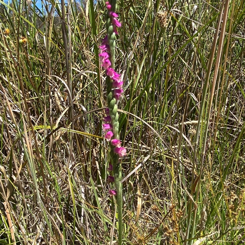 Spiranthes australis