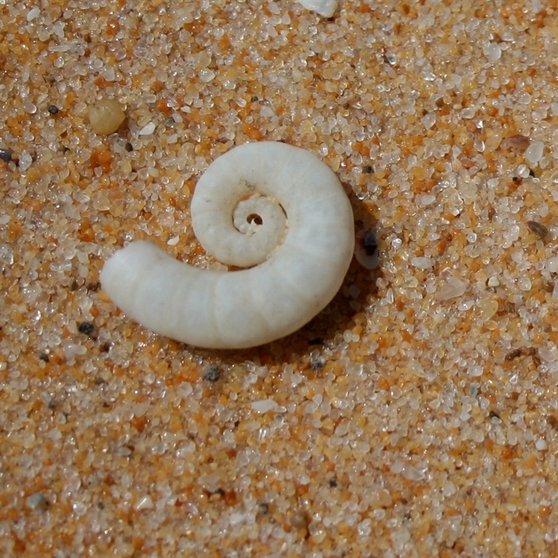 Spirula spirula