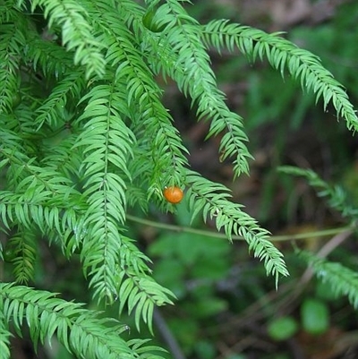 Asparagus scandens