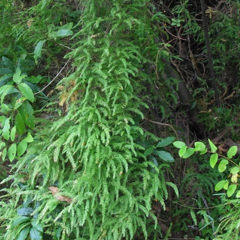 Asparagus scandens