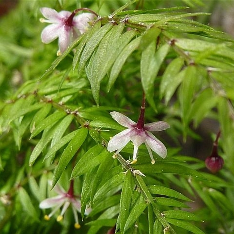 Asparagus scandens