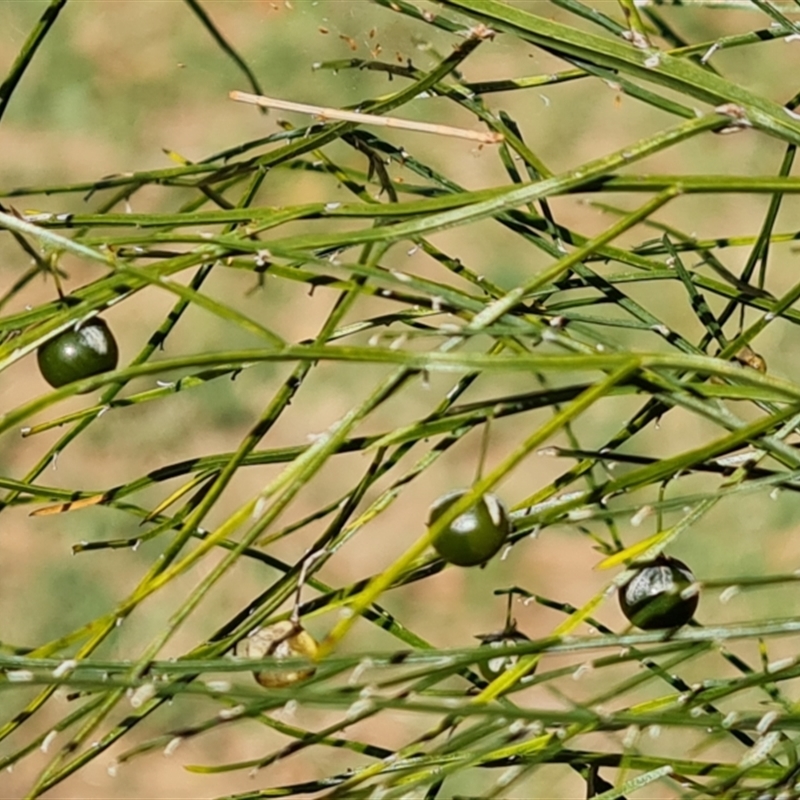 Asparagus virgatus