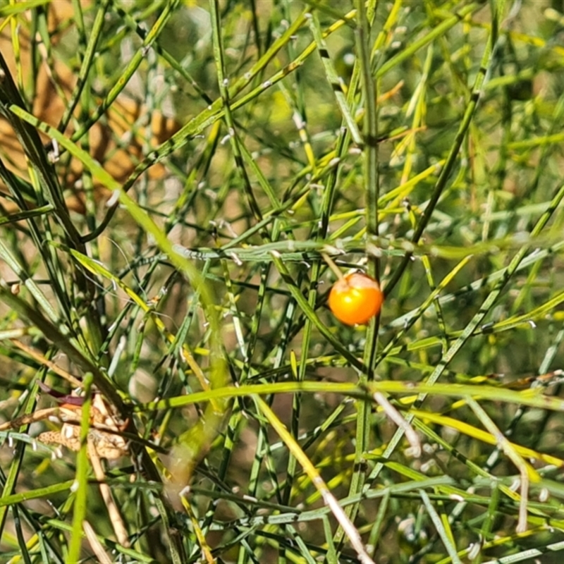 Asparagus virgatus