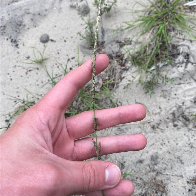 Sporobolus elongatus
