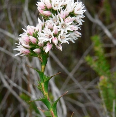 Sprengelia incarnata