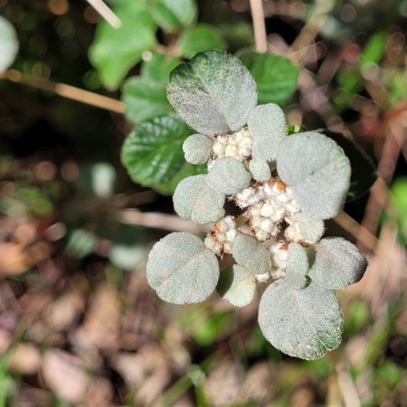 Spyridium parvifolium