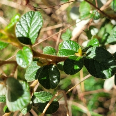 Spyridium parvifolium