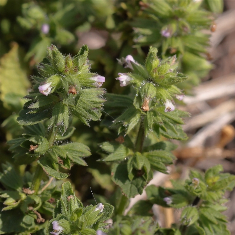 Stachys arvensis