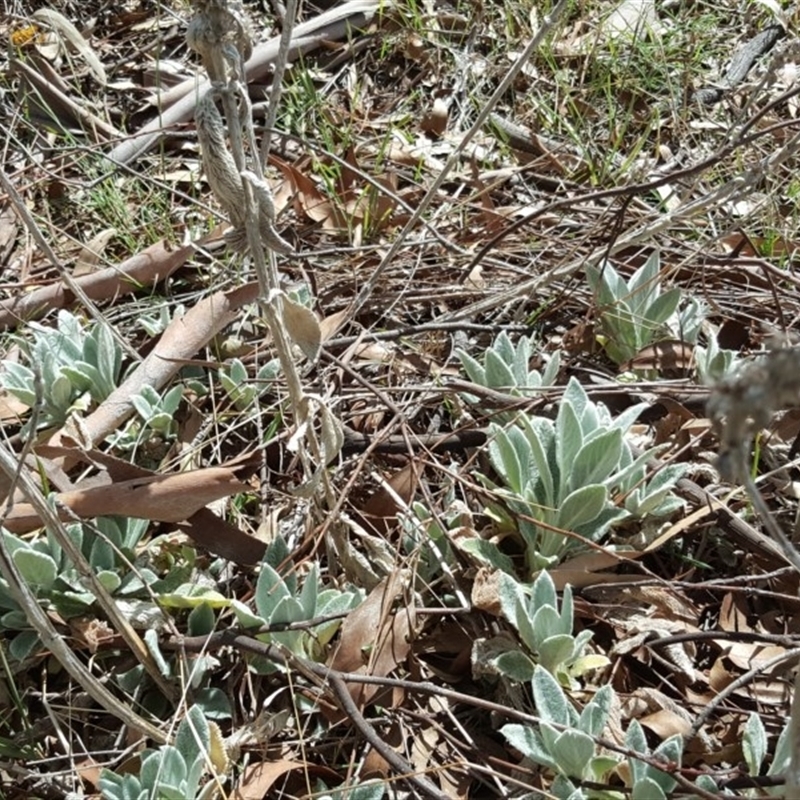 Stachys byzantina