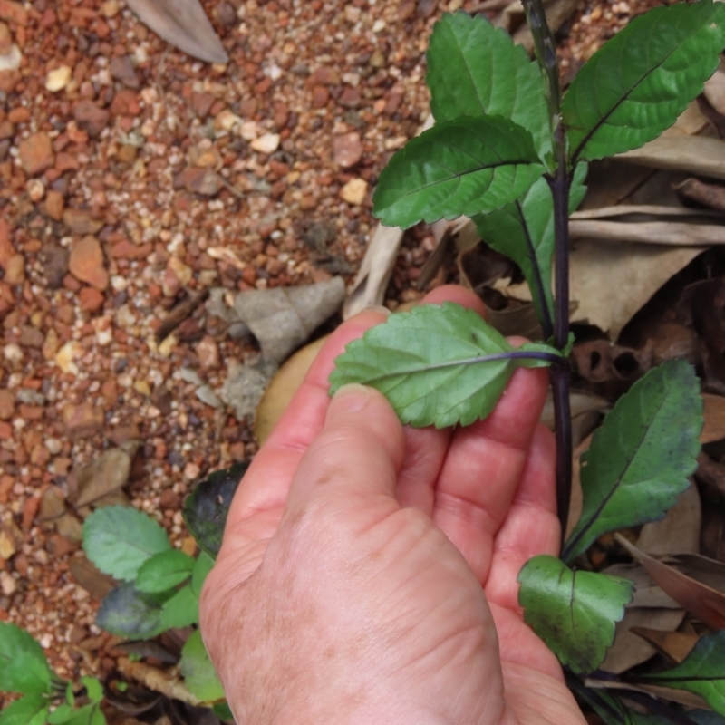 Stachytarpheta jamiacensis